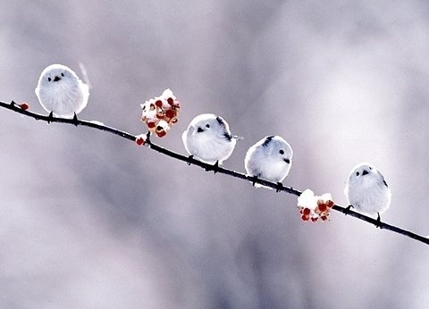 FFFFOUND! | APEDOGS • View topic - LOLCATS (aka post that adorable stuffs) #cute #birds #bird