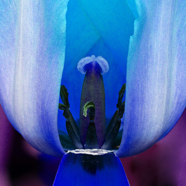 photo #flower #tulip