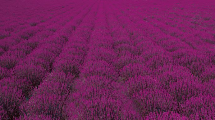 A vast field with rows of purple lavender stretching across the frame