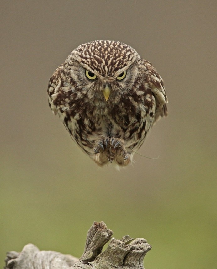 An Owl Flying Straight into a Camera Looks like a Hovering Spaceship owls birds #photography #owl #hover #humour #bird #float #levitate