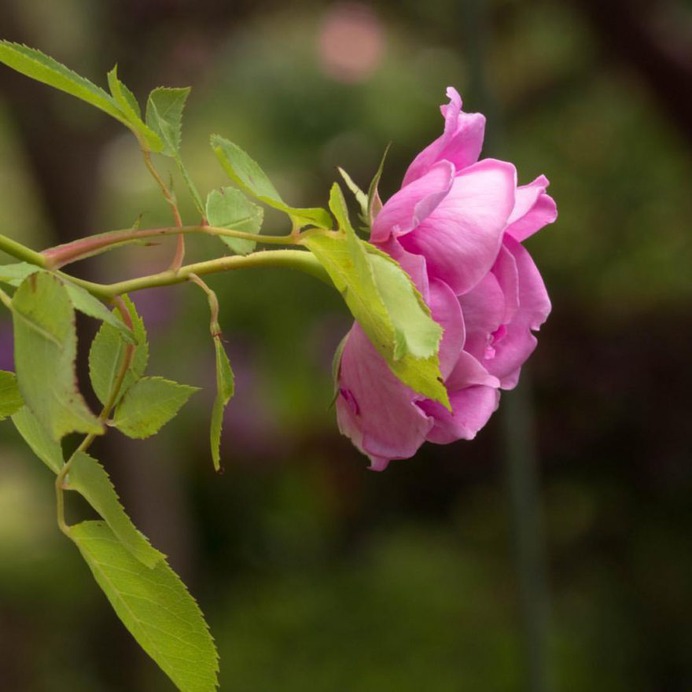Hisashi Suga Captures The Beauty of Japan's Brilliant Wildflowers