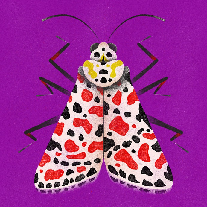 Color Moths.
