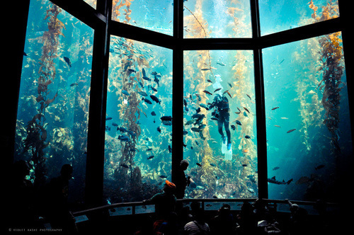 CJWHO ™ (Monterey Bay Aquarium) #water #bay #design #interiors #monterey #landscape #aquarium #nature #architecture