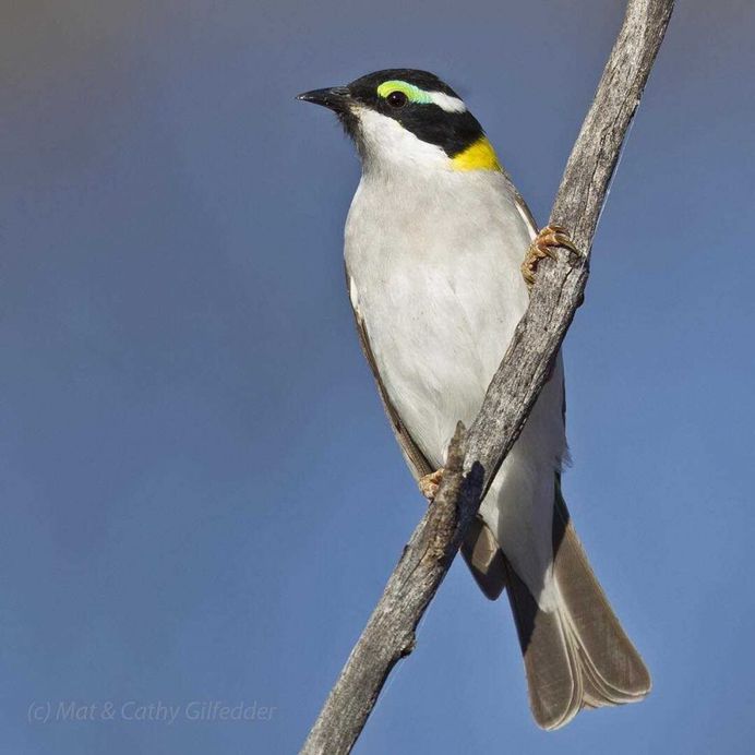 #birdsofinstagram: Spectacular Bird Photography by Mat & Cathy Gilfedder