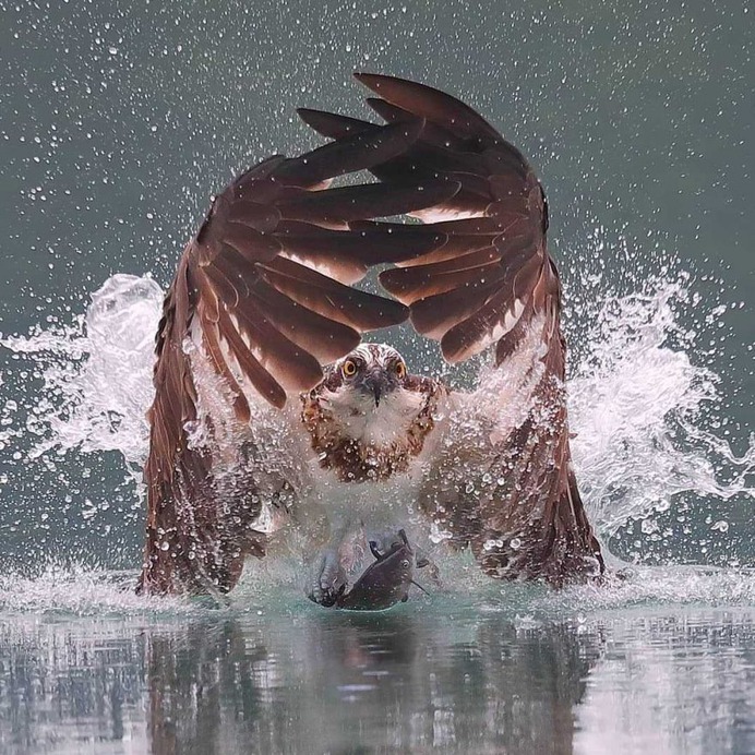 Birds of Taiwan: Brilliant Birds Photography by Chen Chengguang