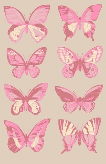 {gallery} rafa jenn gallery #butterflies #print #denver #rafa #colorado #insect #art #jenn