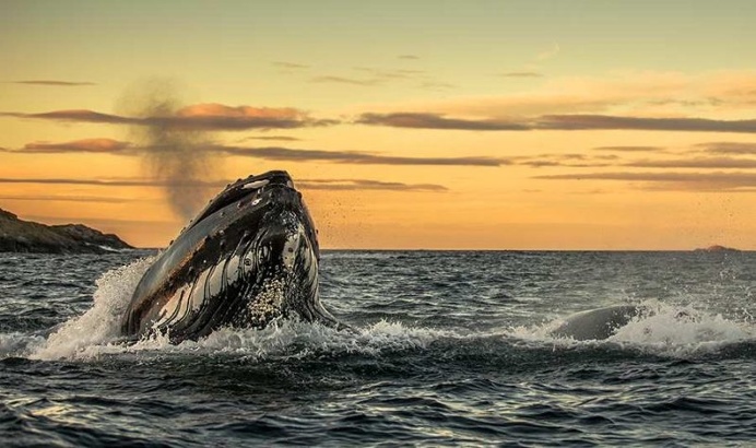 Audun Rikardsen Captures Magnificent Whales on The Arctic Side of The World