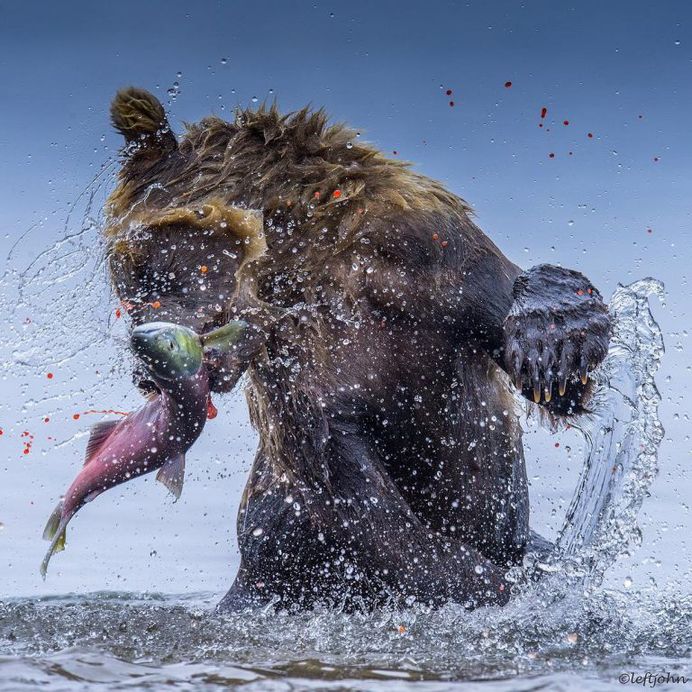 Amazing Wildlife Animals Portrait Photography by Jon Langeland