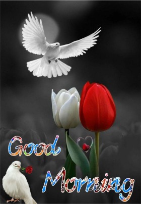 Good morning images - HappyShappy