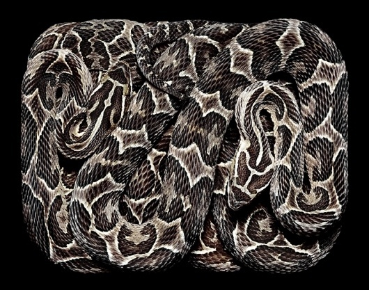 SERPENS #snakes #serpens #box