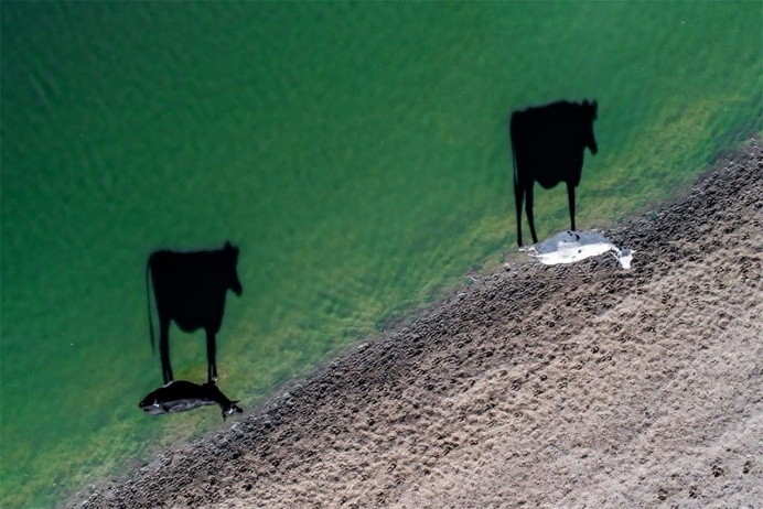 Creativity: Two Moo by LukeMaximoBell