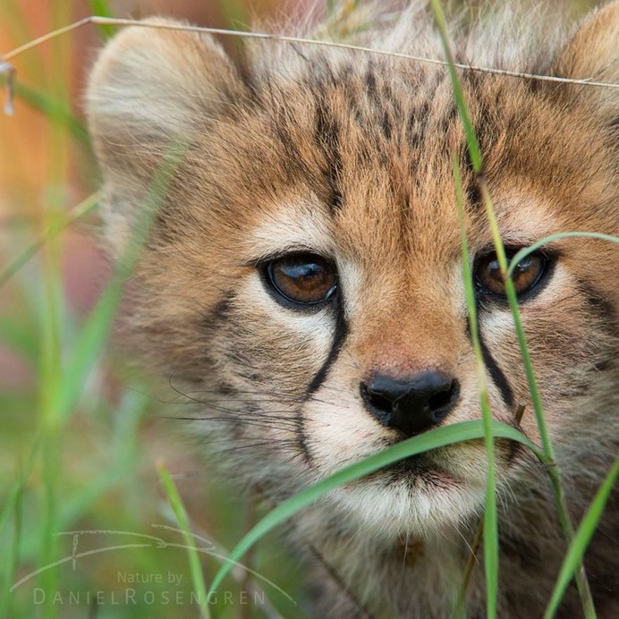 Awesome Wild Animals Photography by Daniel Rosengren