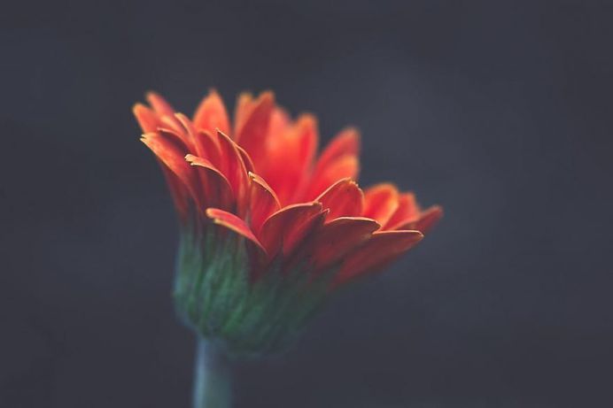 Beautiful Close-Up Flowers Pictures by Lisa Briand