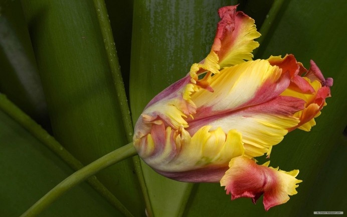 Tulip Flower #inspiration #photography #nature