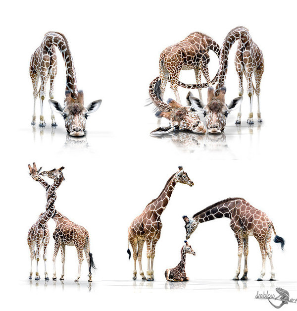 Animals Photography by Werner Dreblow #inspiration #photography #animal