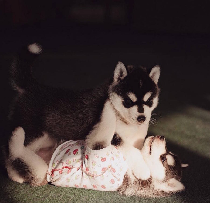 Adorable Huskies Photo with Human Clothes by Erica Tcogoeva #dogs #animals #photography #inspirations #huskies