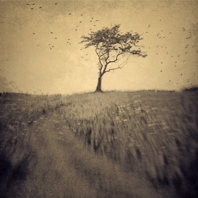 joan kocak photography #tree