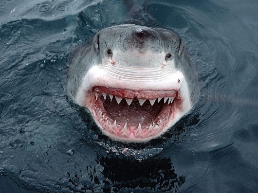 [Dutch House] Gregori Klosman – Jaws (Original Mix) | The Music Ninja #ocean #jaws #shark