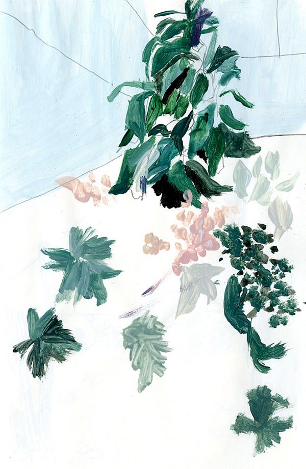 Alicia Galer's botanical illustration