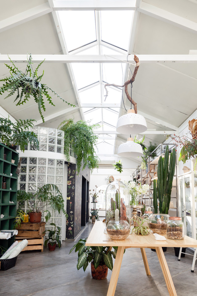 plants