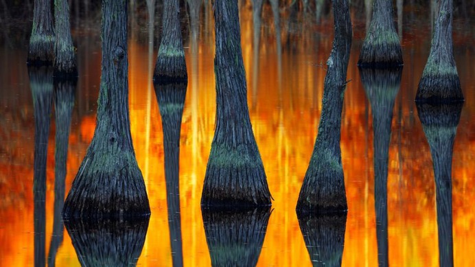 Autumnal Abstract by Paul Marcellini