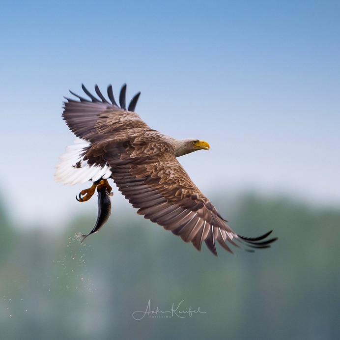 Birds of Germany: Wonderful Bird Photography by Anke Kneifel
