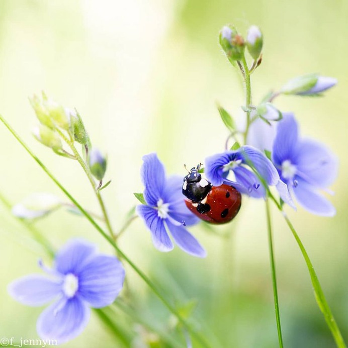 Flowers of Sweden: Beautiful Flowers Pictures by Jenny Mårtensson