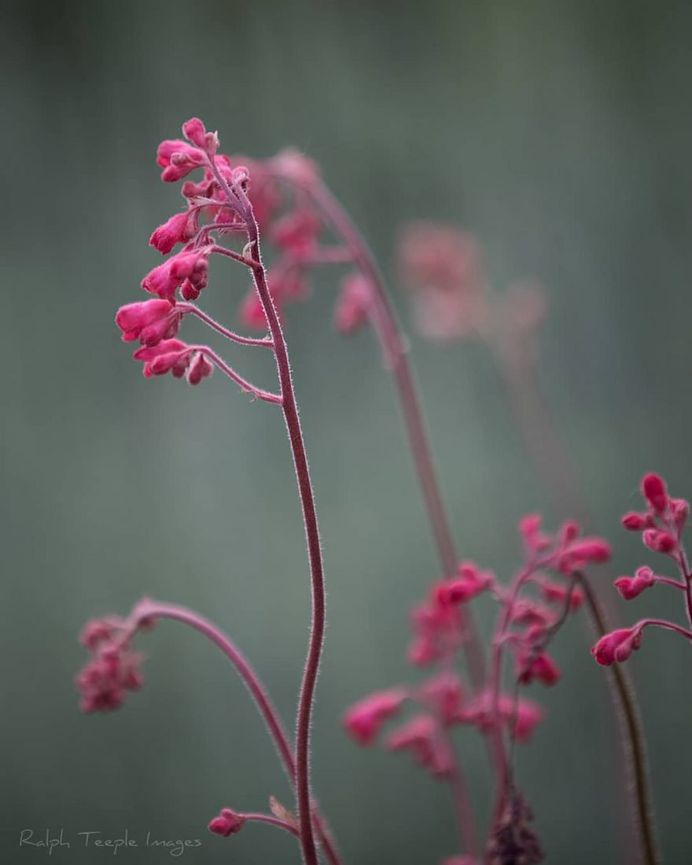 Heuchera backed by Lavandula by Ralph Teeple