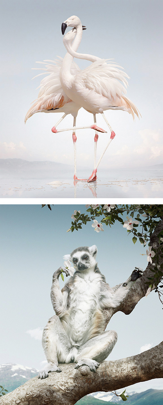 Until The Kingdom Comes: Animal Portraits by Simen Johan #flamingo #photographic #illustration #lemur #animals