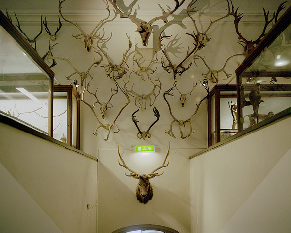 de druknede #antlers #history #natural #stuffed