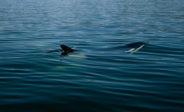 yellowfin 9.jpg #ocean #ripples #orca #water #whale #surface #killer