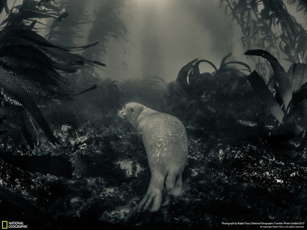 35 Most Spectacular Wildlife Photos #ocean #mammal #seal #photography #swim #marine #animal #underwater