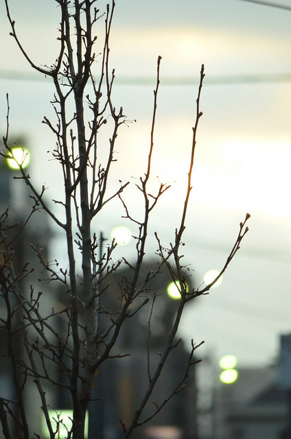 dusk #sky #dusk #photo #lights #branches