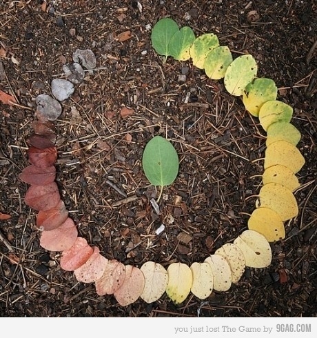 9GAG - Just for Fun! #leaves