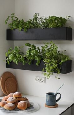 Black and basic wall boxes are an ideal option for growing herbs indoors within easy reach of your kitchen and preparation surface. Grow your own herbs all year long in a well-lit area saving you money at the market and keeping your space green and happy!