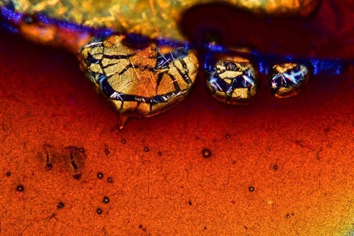Winners Of Nikon Small World Photography Competition 2016