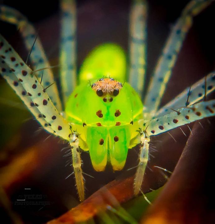 #macro_vision: Macro Insect Photography by Norman Rowsey