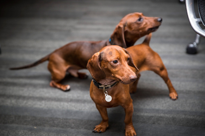 Office pets #office #dogs #photography #dachshund #pets