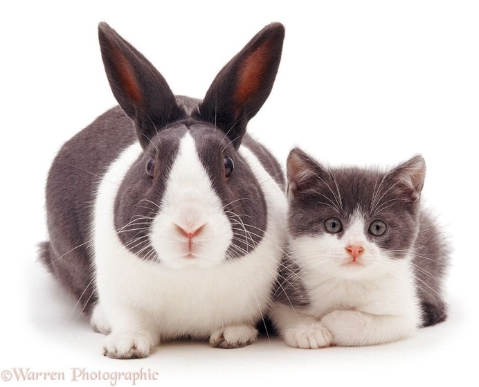 Mark Taylor Captures Hilarious Photos Of Pets Sharing The Same Colors