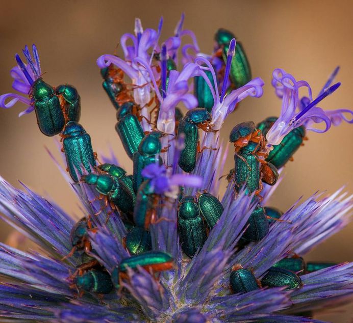 Beetle Bouquet