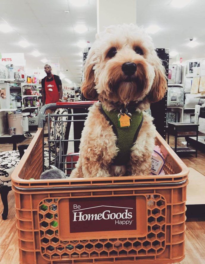 Most Dog Friendly Stores in America - Home Goods