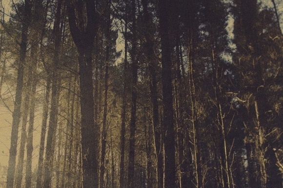 Phantom Forest Ligthelm #photography