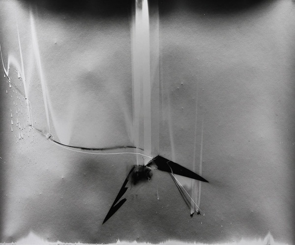 Klea McKenna, Grassland Photograms #photography