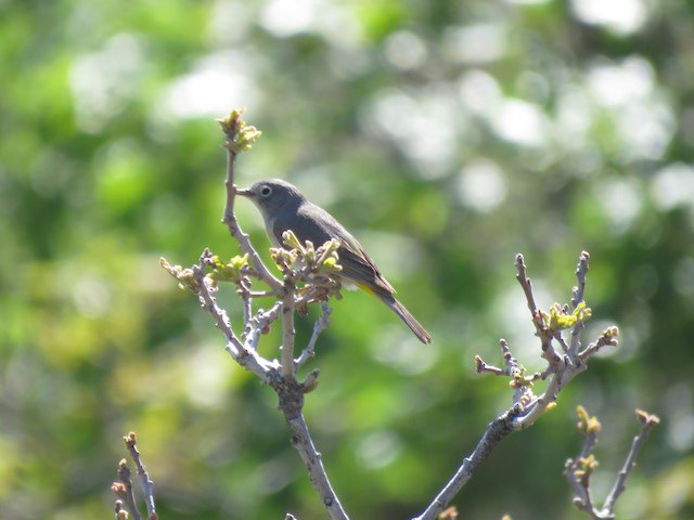 Virginia's Warbler, SLC