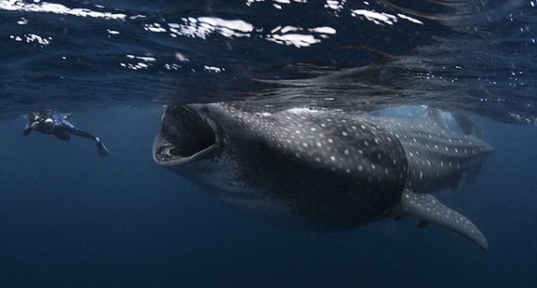 Mauricio Handler #inspiration #photography #animals