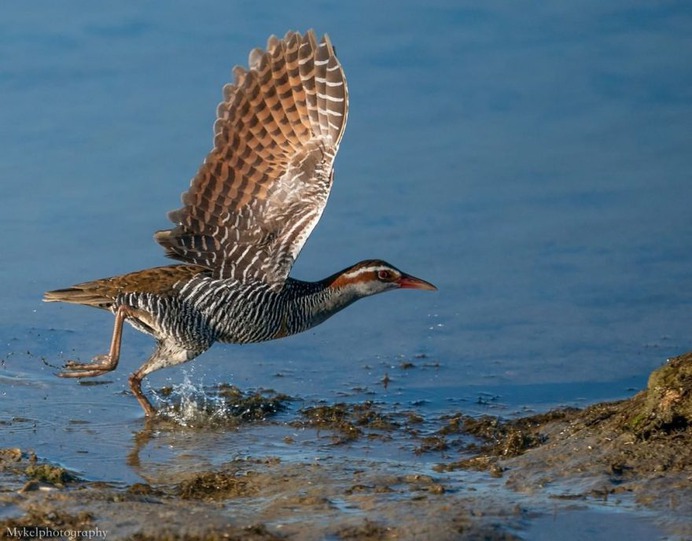 #birdstagram: Striking Bird Photography by Michael Jury