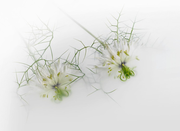 FlowerPower Underwater on Behance