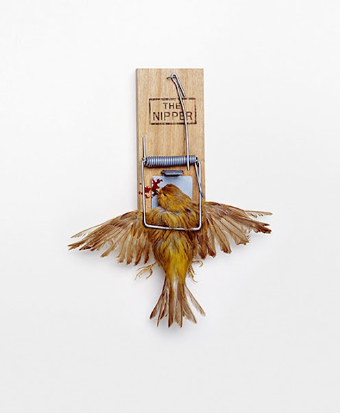 paradoxical photo manipulation by nancy fouts #sculpture #nipper #bizarre #dead #photo #trap #mousetrap #bird #feathers #photography #manipulation #sparrow #death