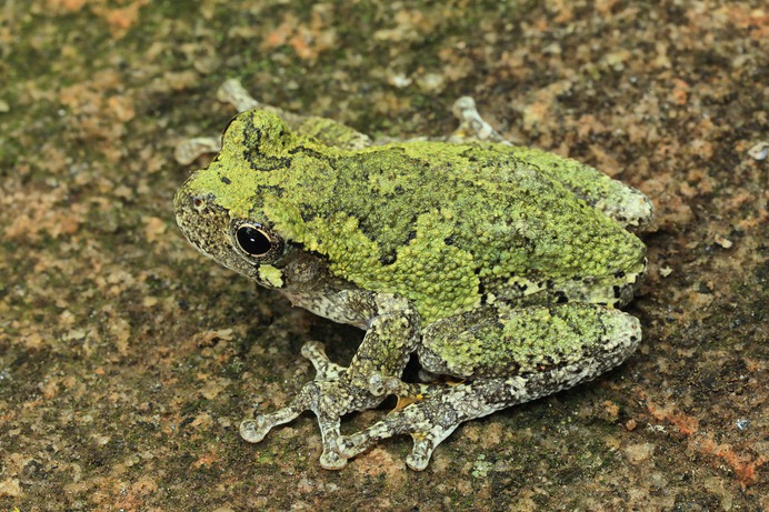 Hyla chrysoscelis (male), Chattahoochee Nature Center, Roswell, Fulton County, Georgia 1