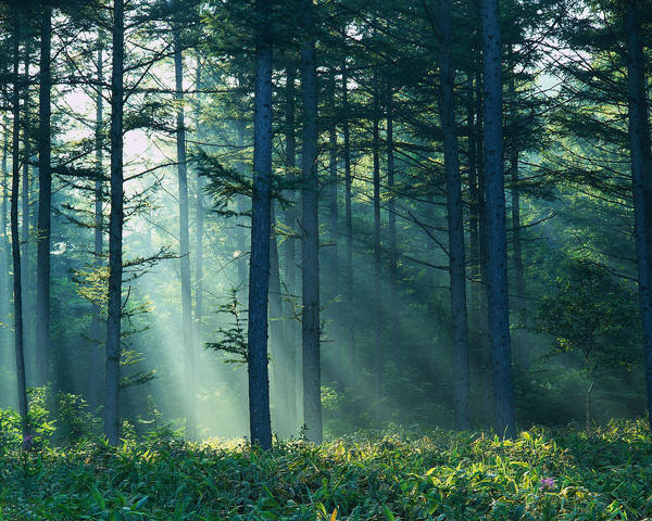 forest.jpg (1280×1024) #forest